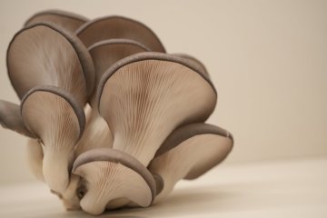 Dvojito extrahované huby s čistým zložením