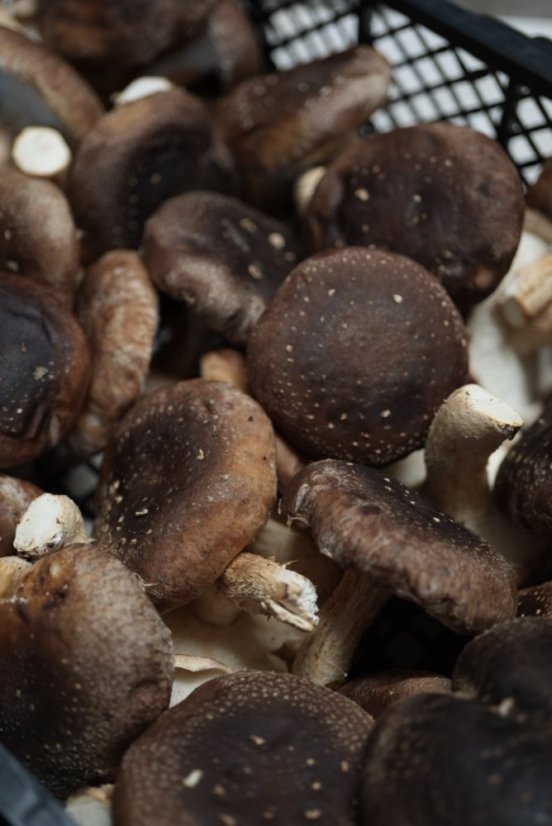 Houbový substrát - Shiitake Houbový substrát - Shiitake