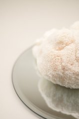 Korálovec ježovitý (Hericium erinaceus) - prášok