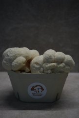 Hubový substrát - Korálovec ježovitý