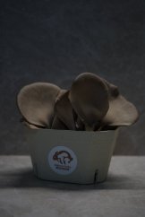 Hubový substrát - Hliva ustricová