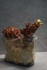 Hubový substrát - Reishi