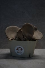 Houbový substrát - Hlíva ústřičná