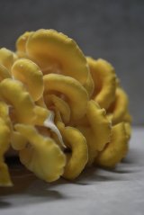 Houbový substrát - Hlíva citrónová