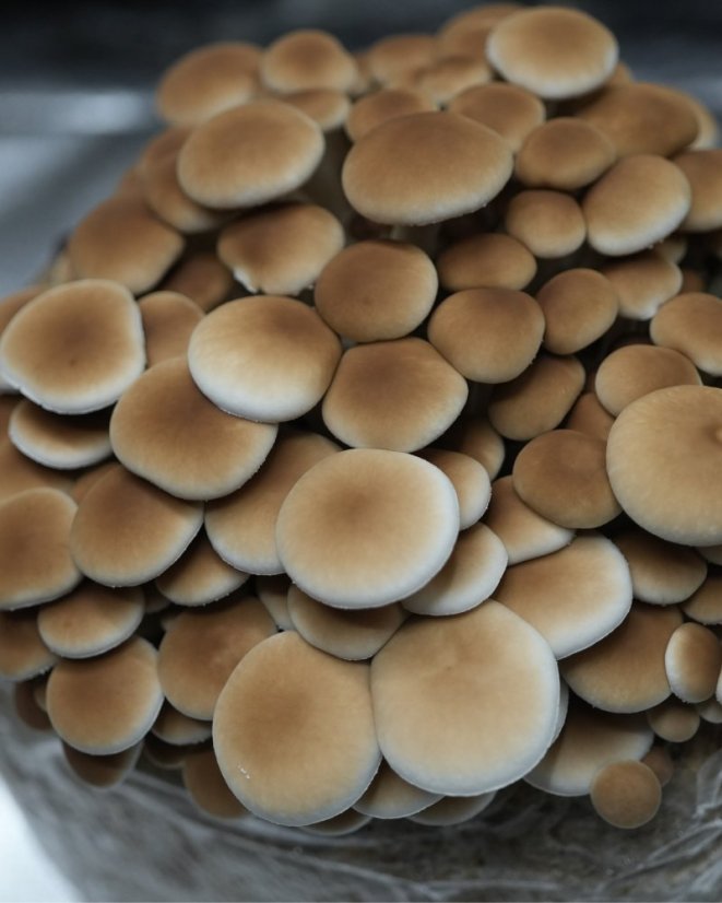 Hubový substrát - Polnička topoľová Hubový substrát - Polnička topoľová