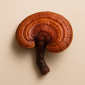 Reishi (Ganoderma lucidum) Reishi (Ganoderma lucidum)