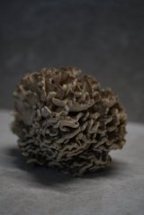 Houbový substrát - Maitake