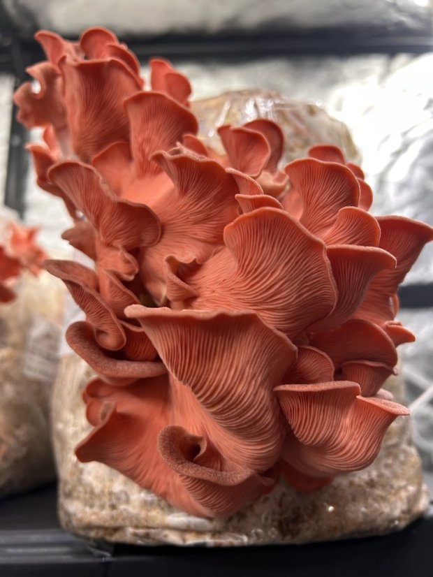 Houbový substrát - Hlíva růžová Houbový substrát - Hlíva růžová