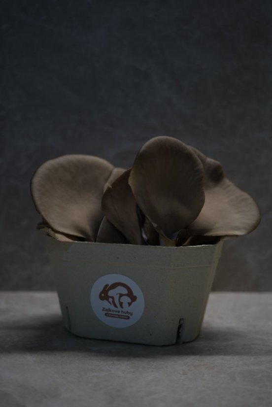 Hubový substrát - Hliva ustricová