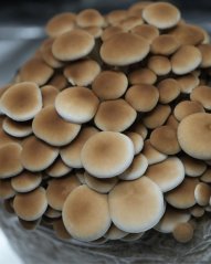 Houbový substrát - Polnička topolová